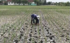 Petani di Bekasi Alami Penurunan Panen Drastis Akibat Kekeringan