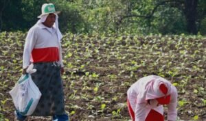 Subsidi Pupuk Naik 9 Juta Ton untuk Mendukung Sektor Pertanian