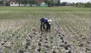 Status Tanggap Darurat Bencana Kekeringan Ditetapkan Hingga 12 September