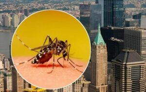 Pemkot Bandung Perluas Program Wolbachia Ke Kiaracondong