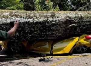 Pohon Tumbang Timpa Empat Mobil di Farmhouse Lembang