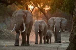 WWF Sarankan 10 Ribu Hektare untuk Konservasi Gajah Sumatera