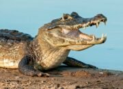 Ditemukan Meninggal Dunia, Pelaut Diserang Buaya saat Berenang