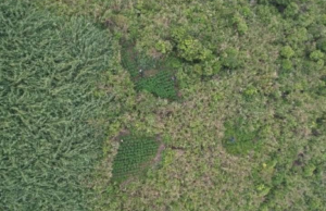 KLHK Tegaskan Aturan Drone di Bromo Tidak Terkait Penemuan Ladang Ganja