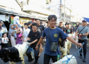 Arakan Kambing dan Kontes Kostum Unik Meriahkan Idul Adha di Kalitutup