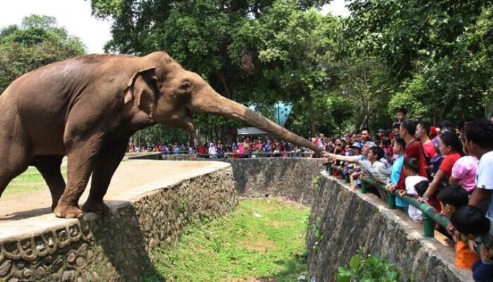 Jual Lahan TNTN Secara Ilegal, Batin Gadungan Ditangkap