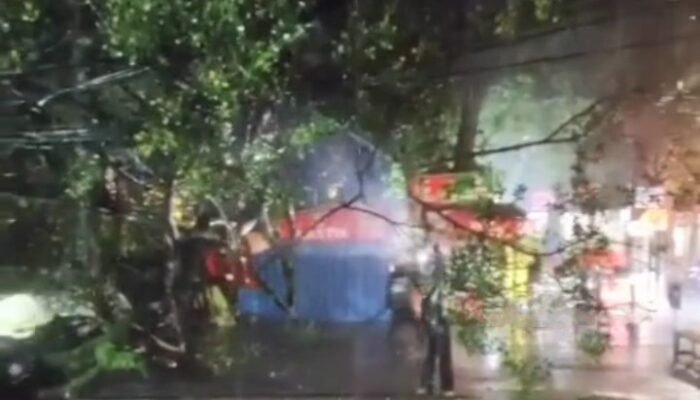 Nahas! Mobil Tertimpa Pohon di Depan Bank BCA Sumbersari
