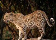 Macan Tutul Kabur dari Karantina Lembang Park & Zoo, Polisi Kerahkan Unit K-9