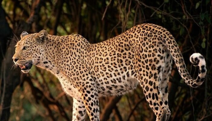 Macan Tutul Kabur dari Karantina Lembang Park & Zoo, Polisi Kerahkan Unit K-9