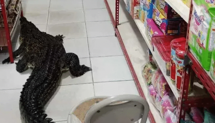 Geger! Buaya Sepanjang 2,5 Meter Masuk ke Minimarket Taliabu Barat