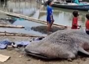 Hiu Paus Sepanjang 5 Meter Ditemukan Mati di Muara Gembong Bekasi