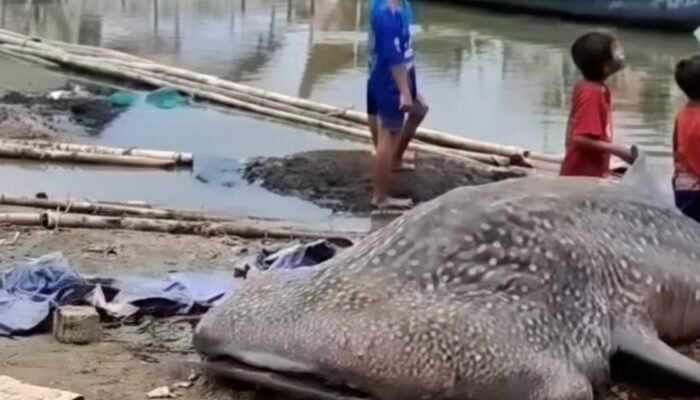 Hiu Paus Sepanjang 5 Meter Ditemukan Mati di Muara Gembong Bekasi