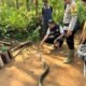 Digigit Ular King Cobra, Kakek di Sukabumi Tewas di Rumahnya