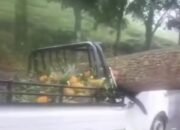 Pohon Besar Tumbang Timpa Pick Up di Ciater, Sopir dan Kernet Tewas di Tempat