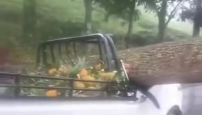 Pohon Besar Tumbang Timpa Pick Up di Ciater, Sopir dan Kernet Tewas di Tempat