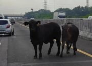 Sapi Berkeliaran di Tol Jakarta-Cikampek KM 58, Petugas Terpaksa Sembelih di Tempat
