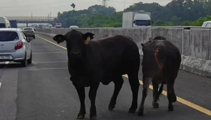 Sapi Berkeliaran di Tol Jakarta-Cikampek KM 58, Petugas Terpaksa Sembelih di Tempat