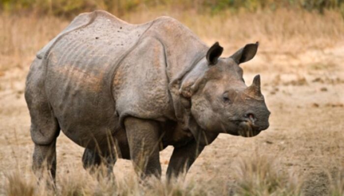 Miris! Badak Jawa yang Ditranslokasi ke JRSCA, Tewas karena Penyakit Kronis Lama