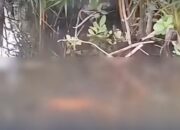 Tiga Hari Pencarian, Anak Halmahera Selatan yang Diterkam Buaya Akhirnya Ditemukan