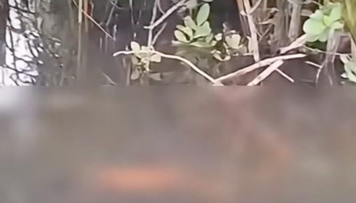 Tiga Hari Pencarian, Anak Halmahera Selatan yang Diterkam Buaya Akhirnya Ditemukan