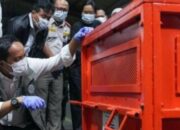 Kemenhut Pulangkan 4 Orangutan Korban Perdagangan Ilegal dari Thailand