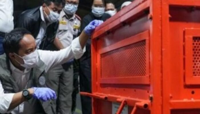 Kemenhut Pulangkan 4 Orangutan Korban Perdagangan Ilegal dari Thailand