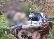 Petani Merica Tewas Dililit Piton di Luwu Timur, Ini Kronologinya