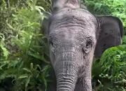 Populasi Gajah Tesso Nilo Menurun, Kebun Sawit Ilegal Kuasai Kawasan Taman Nasional