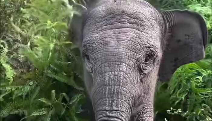 Populasi Gajah Tesso Nilo Menurun, Kebun Sawit Ilegal Kuasai Kawasan Taman Nasional