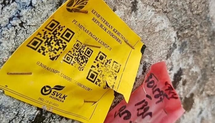 Bukan Kayu Banjir, Ini Penjelasan Kemenhut Terkait Gelondongan Kayu di Pesisir Barat