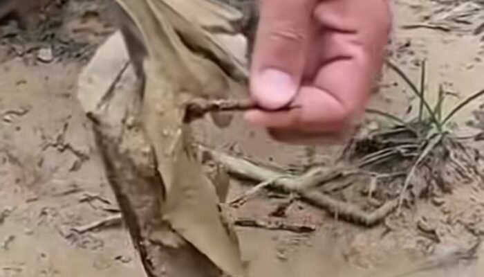 Ranjau Paku Ditemukan di Jalur Gajah Tesso Nilo, Diduga Sabotase Perambah