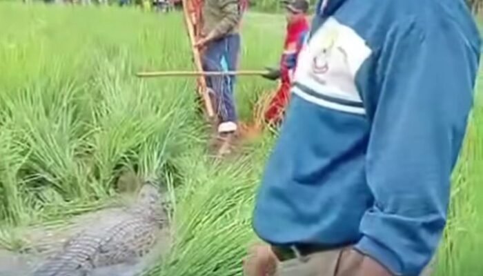 Geger! Buaya 2,5 Meter Muncul di Sawah Bantargebang Bekasi