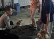 Anjing Husky Lepas Kendali, Serang Kucing Peliharaan di Jalan Asia Afrika Bandung
