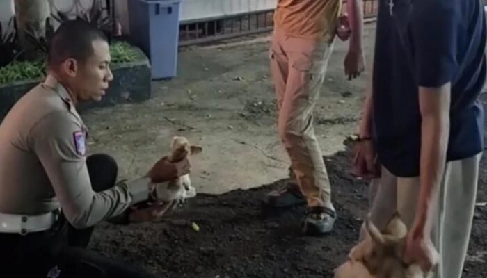 Anjing Husky Lepas Kendali, Serang Kucing Peliharaan di Jalan Asia Afrika Bandung