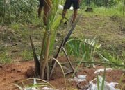 Ribuan Pohon Sawit Ditemukan di Cirebon, Dedi Mulyadi Ambil Tindakan