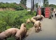 Truk Pengangkut 92 Ekor Babi Terguling di Jalinsum Lampung Tengah