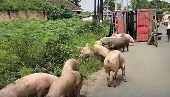 Truk Pengangkut 92 Ekor Babi Terguling di Jalinsum Lampung Tengah