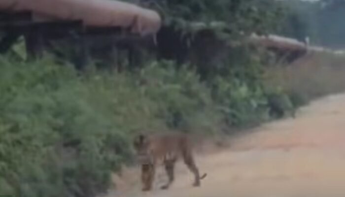 BBKSDA Riau Telusuri Kemunculan Harimau Sumatra di Area WIP Zamrud