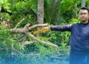 Tragis! Pengendara Motor di Gandusari Trenggalek Tewas Tertimpa Ranting Pohon Mahoni