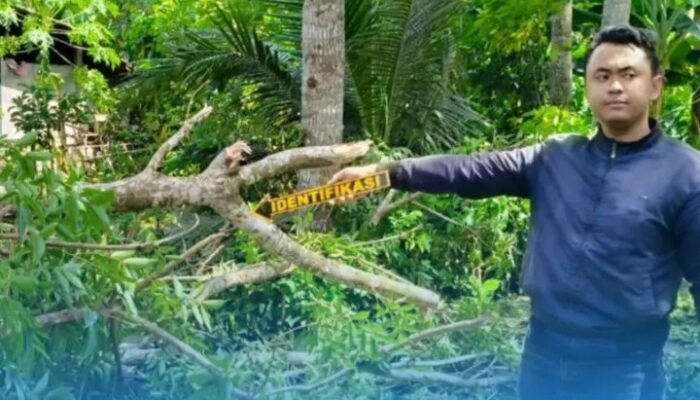 Tragis! Pengendara Motor di Gandusari Trenggalek Tewas Tertimpa Ranting Pohon Mahoni