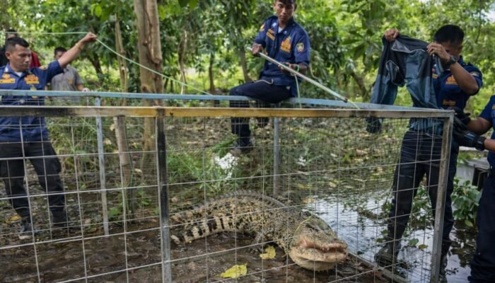 Takjub! Dua Buaya Milik Warga Berhasil Dievakuasi Tim Rescue Damkar di Karawang