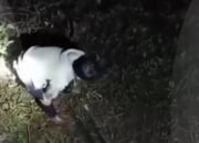 Warga Jumpai Pria yang Diduga akan Lakukan Aksi Maling Motor di Mulyasari