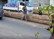 Tali Lepas, Kayu Gelondongan Jatuh dari Truk di Gresik