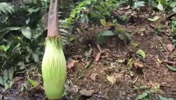 Fenomena Langka, Bunga Bangkai Kembali Mekar di Kebun Raya Bogor