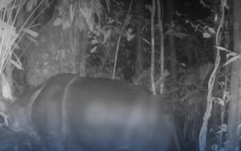 Kabar Gembira! Anakan Badak Jawa Pertama 2026 Terekam Camera Trap