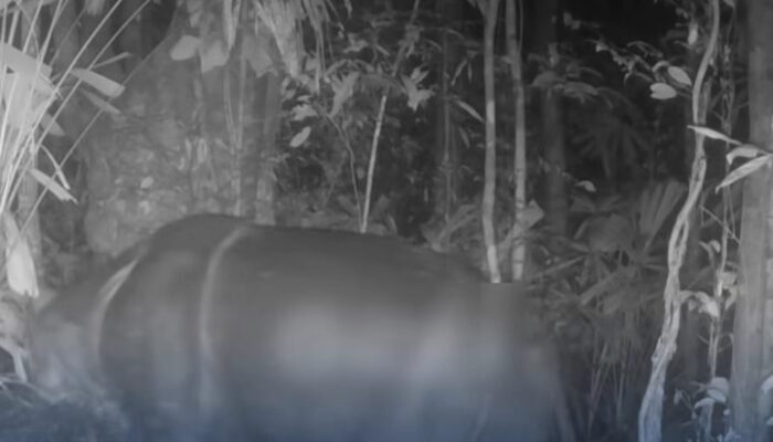 Kabar Gembira! Anakan Badak Jawa Pertama 2026 Terekam Camera Trap