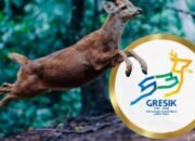 Kreatif! Rusa Bawean jadi Inspirasi Ikon Logo HUT ke-539 Gresik