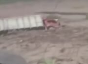 Banjir Lahar Terjang Sungai di Lereng Merapi, Truk Penambang Pasir Terbawa Arus