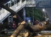 Hujan Deras dan Angin Kencang, Pengendara Motor Tewas Tertimpa Pohon Tumbang di Jagakarsa