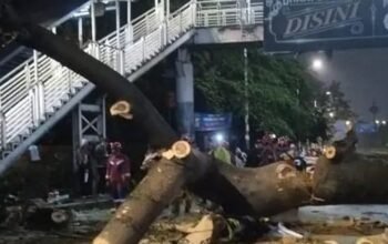 Hujan Deras dan Angin Kencang, Pengendara Motor Tewas Tertimpa Pohon Tumbang di Jagakarsa